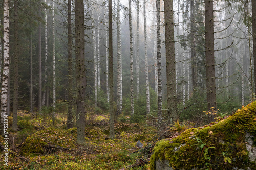 Late fall in Finland. Dark cold foggy morning in forest © jarvna