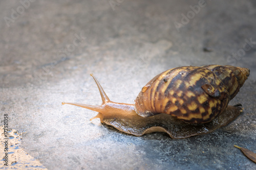 brown snail