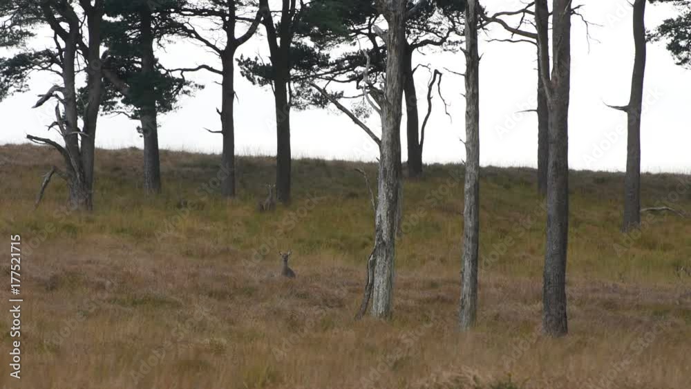 Deer in Wicklow Mountains - Ireland Deer in Wicklow Mountains - Ireland