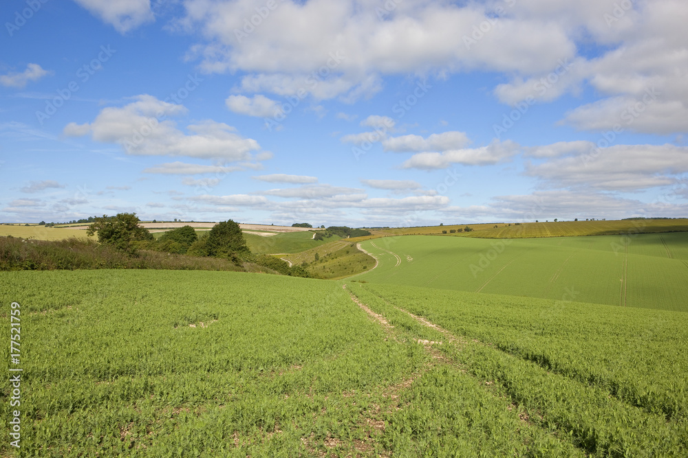 pea fields with tyre tracks