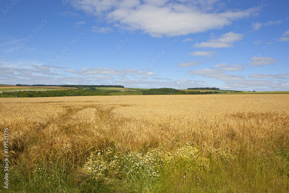 Fototapeta premium golden barley and wildflowers