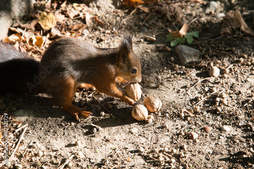 a view of a curious red squirrel