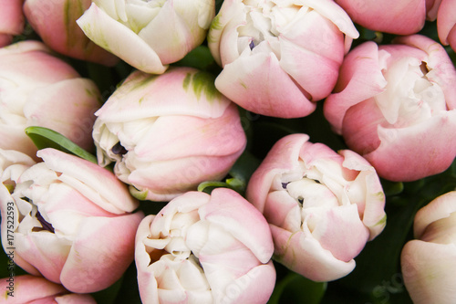 Close up floral background of light rosy tulips, top view. Spring holidays wallpapers, Mother's and Women's day, romance, love and decoration concept