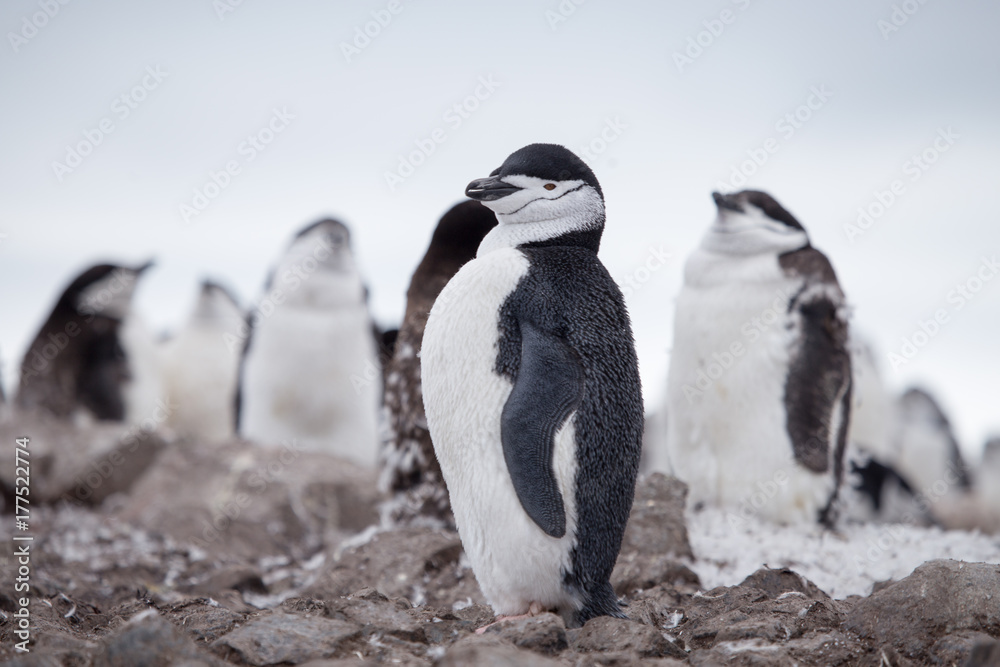 Naklejka premium A chinstrap penguin