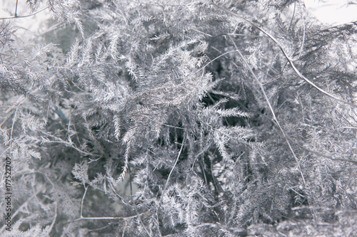 Grey floral background of ferns. Close up floristics composition of asparagus setaceus similar to winter mist on window. Holidays, freshness and coldness decoration concept photo