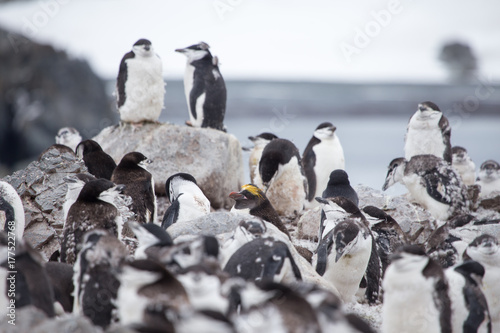 A Macaroni penguin in a Chinstrap penguin colony