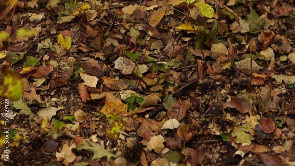 Fallen autumn leaves in an oak forest. Shared shooting. camera movement Fallen autumn leaves in an oak forest. Shared shooting. camera movement