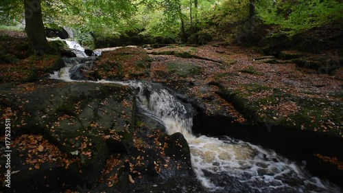 Autumn leaves in Ireland