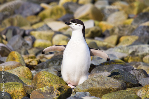 A chinstrap penguin in the South Shetland Islands.