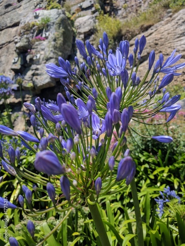 African Lily (Agapanthus) plant