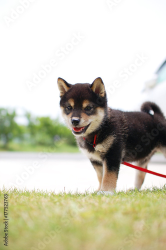 可愛い柴犬 黒柴 の仔犬 Stock 写真 Adobe Stock