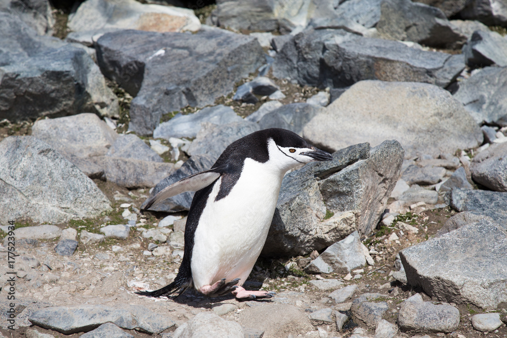 Obraz premium A chinstrap penguin in the South Shetland Islands.