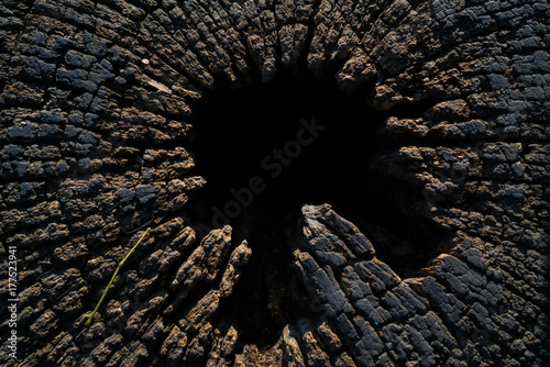 Cuadro en lienzo Tronco de árbol hueco 01