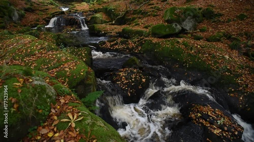 Autumn leaves in Ireland