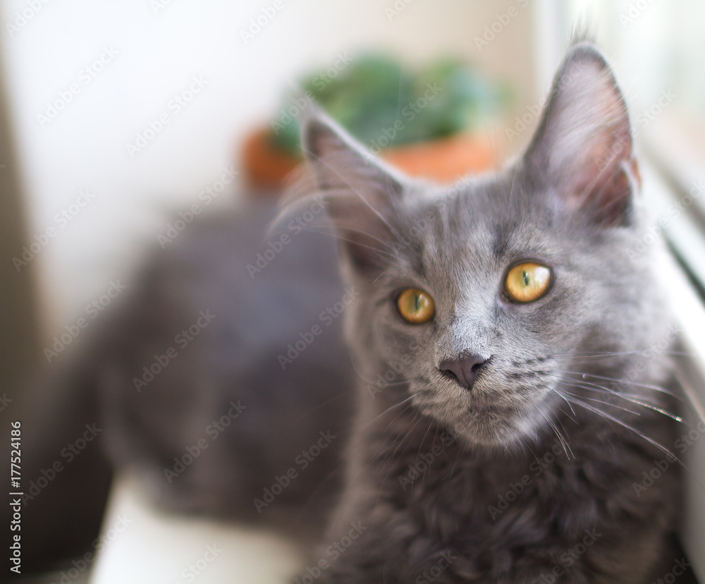 Langhaar Katze, Mainecoon , kitten , Katze, Haustier Langhaar Katze, Mainecoon , kitten , Katze, Haustier