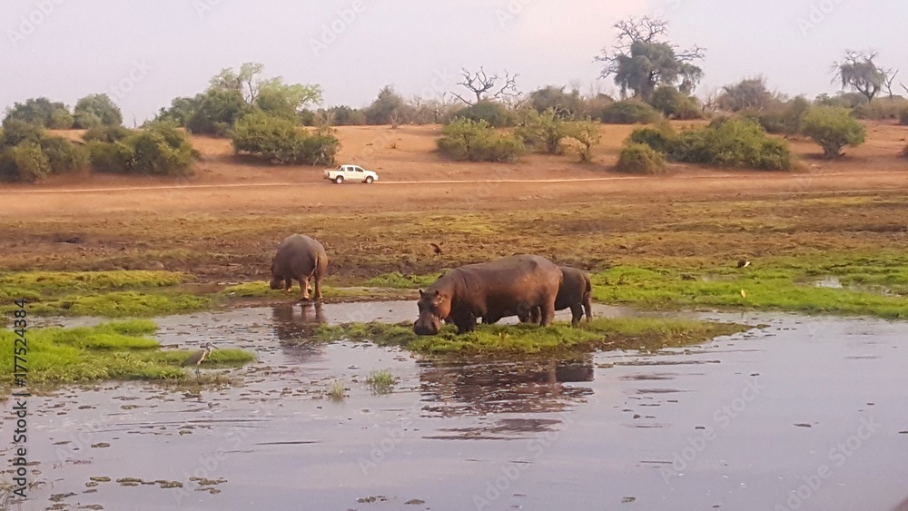 A family of hippos in Chobe National Park A family of hippos in Chobe National Park