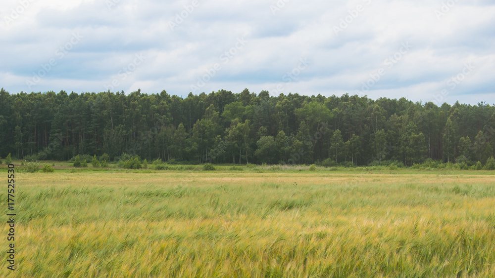 meadow and forest meadow and forest