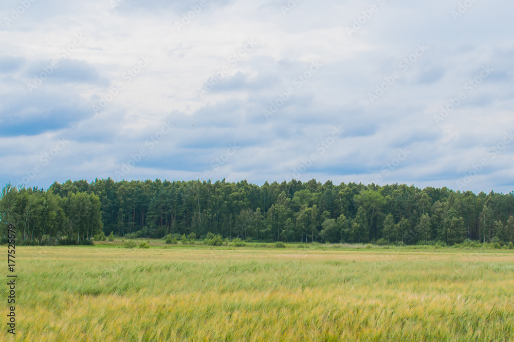 meadow and forest