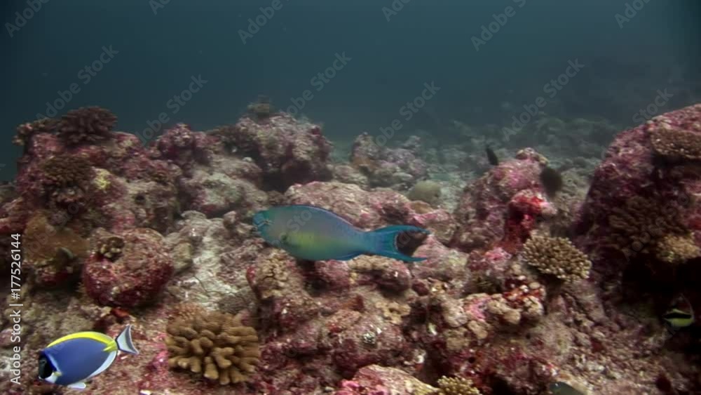 Parrot fish underwater eats coral on seabed in Maldives. Unique macro video closeup footage. Abyssal relax diving. Natural aquarium of sea and ocean. Parrot fish underwater eats coral on seabed in Maldives. Unique macro video closeup footage. Abyssal relax diving. Natural aquarium of sea and ocean.