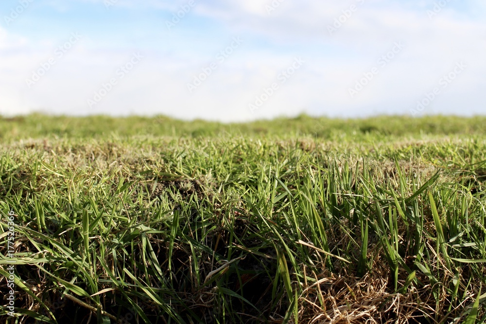 Obraz premium Green grass in detail