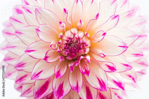 Textures pink flower close-up detail  by Macro lens .