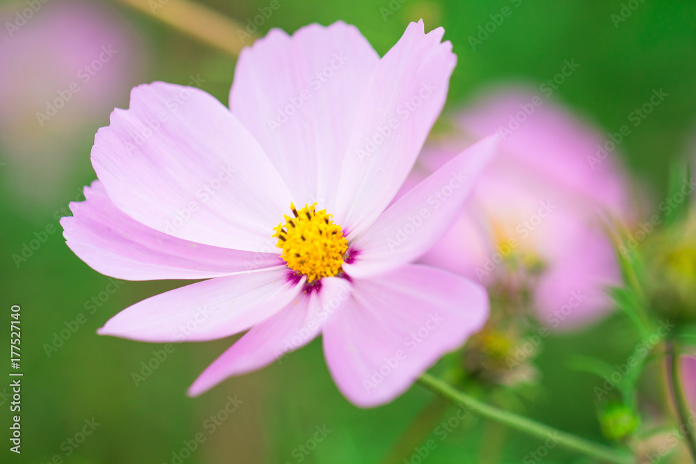 Beautiful Pink cosmos flower blooming in spring day by Macro lens . Beautiful Pink cosmos flower blooming in spring day by Macro lens .