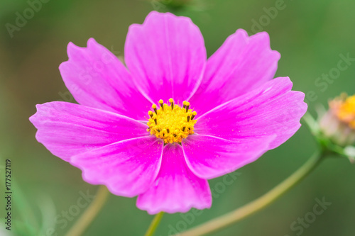 Beautiful Pink cosmos flower blooming  in  spring day  by Macro lens .