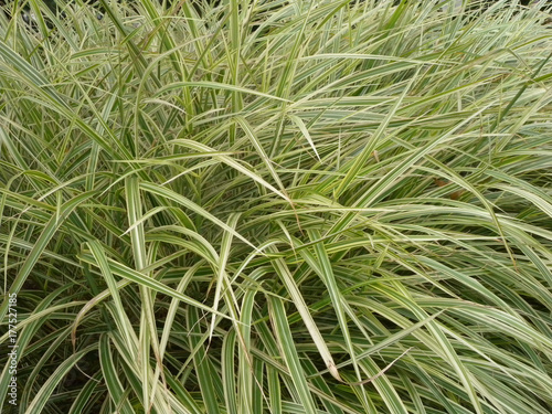 close-up of miscanthus Cosmopolitan Maiden tall Grass