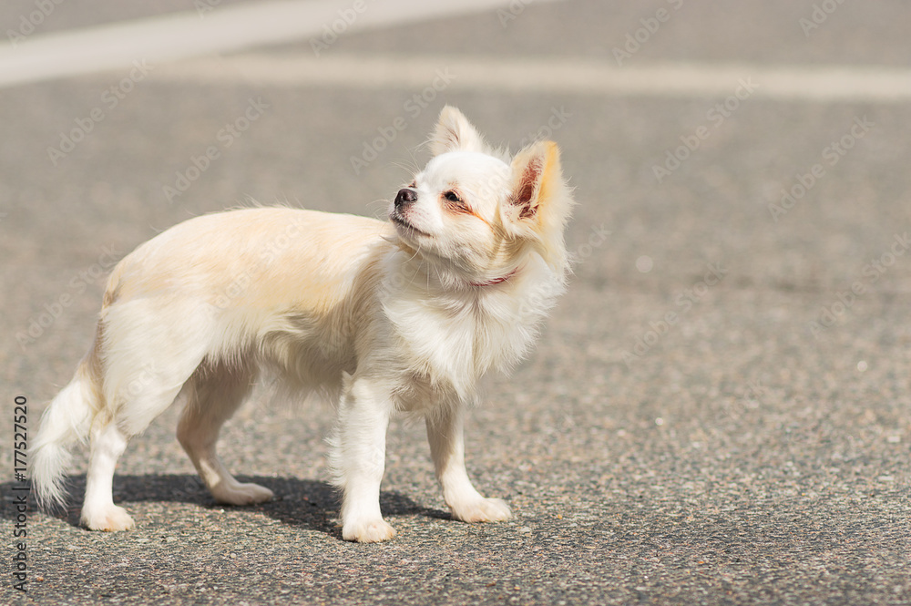 Chihuahua dog Close-up