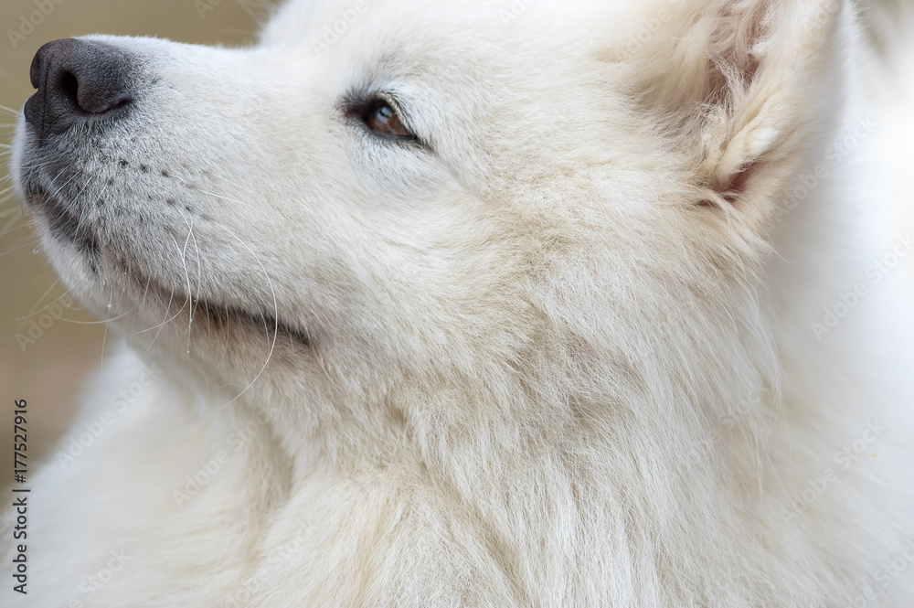 Samoyed dog close-up