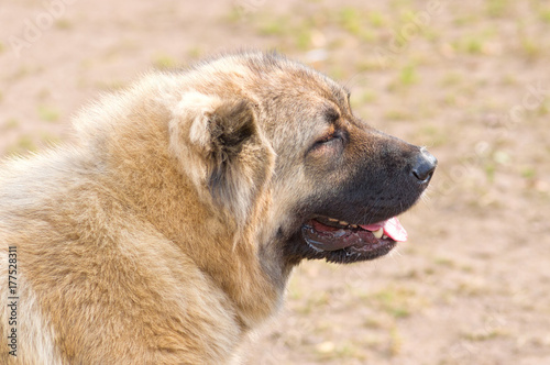 Caucasian Shepherd Dog © vizland
