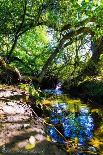 beautiful beck reflective water
