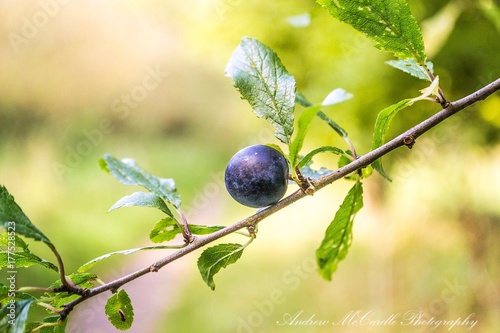 berry tree