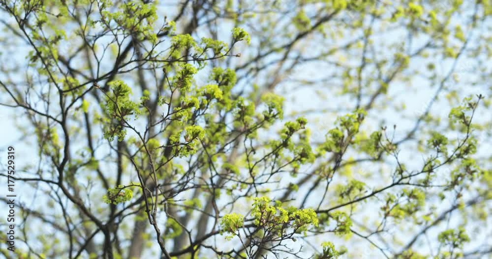 pan shot of young maple leaves in warm spring sunlight pan shot of young maple leaves in warm spring sunlight