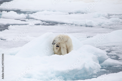 A polar bear sits on an ice boulder within the melting sea ice, showing its paw.