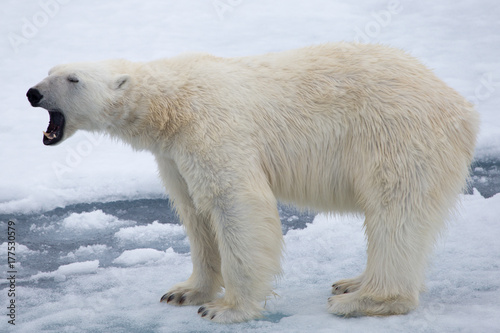 A polar bear on ice. Full body, open mouth.