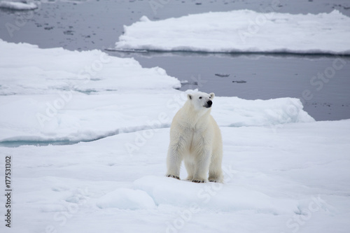 A polar bear navigates between the melting sea ice