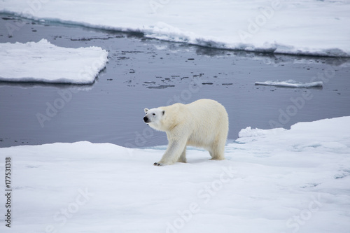 A polar bear on the edge of the melting sea ice