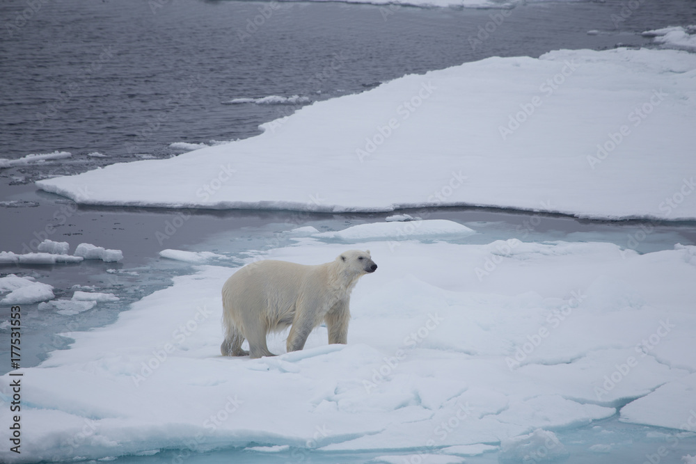 A polar bear after swimming with a wet coat A polar bear after swimming with a wet coat