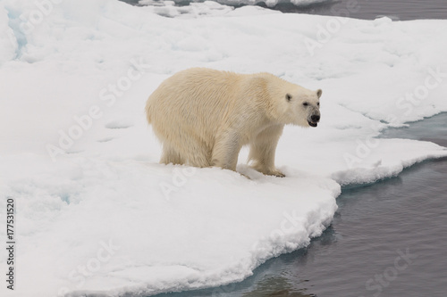 A polar bear on the edge of the melting sea ice