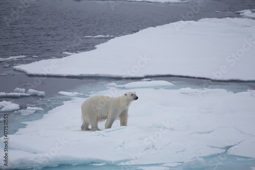 A polar bear after swimming with a wet coat