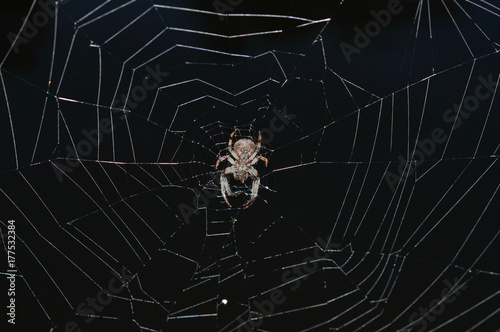 Spider in the middle of dark web 