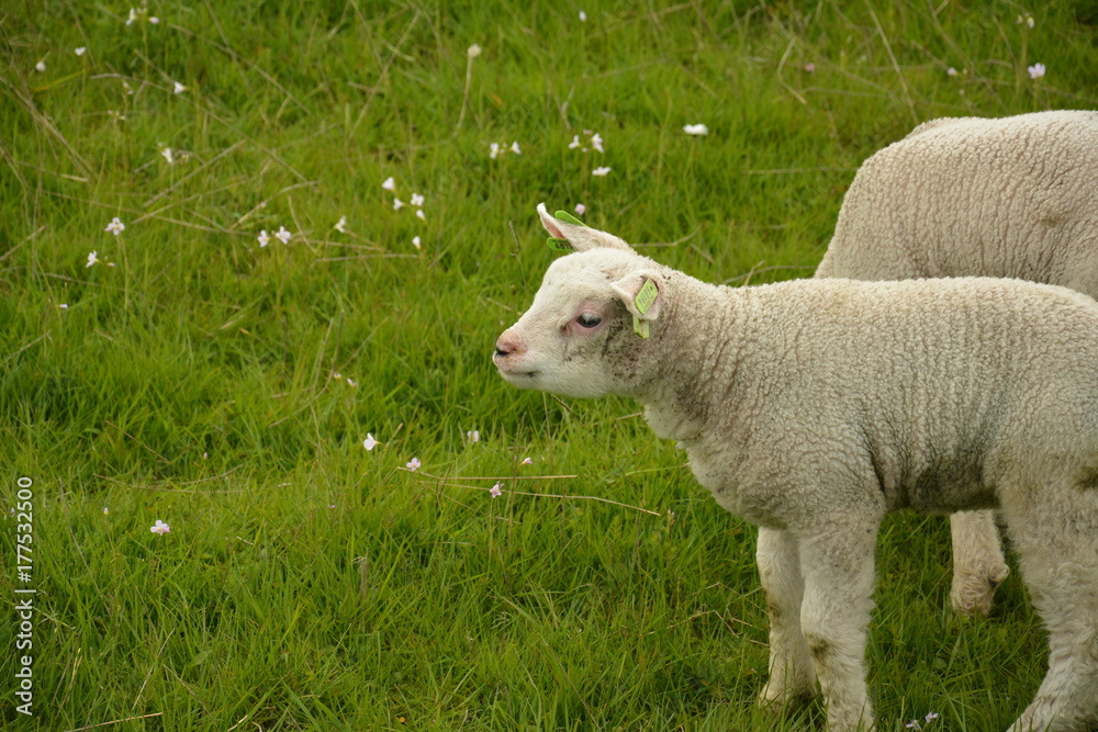 Obraz premium Baby Lamm