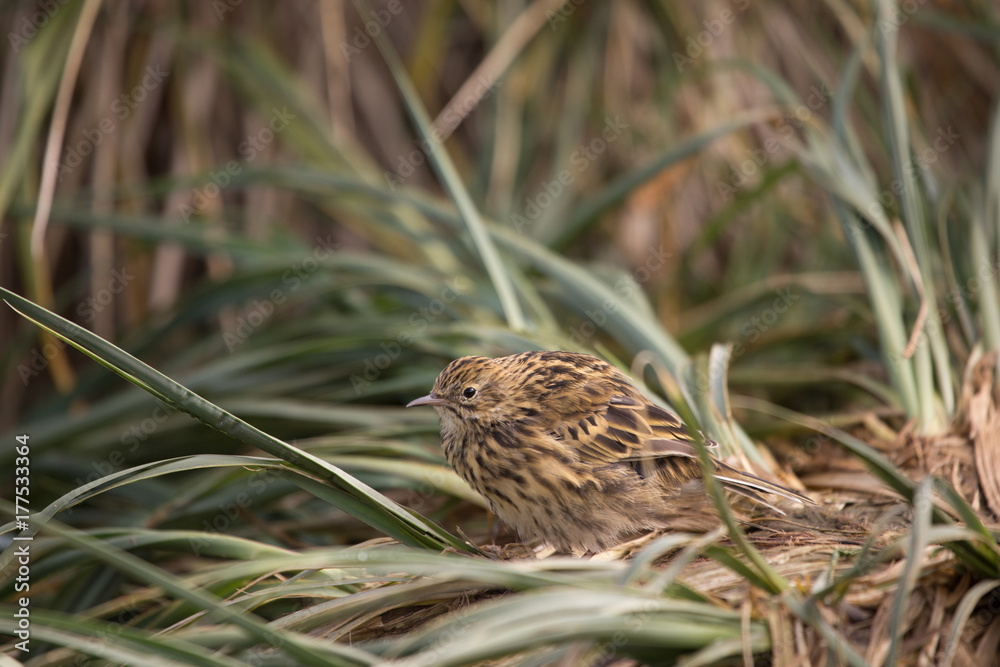 A South Georgia pipit on Prion Island, South Georgia.