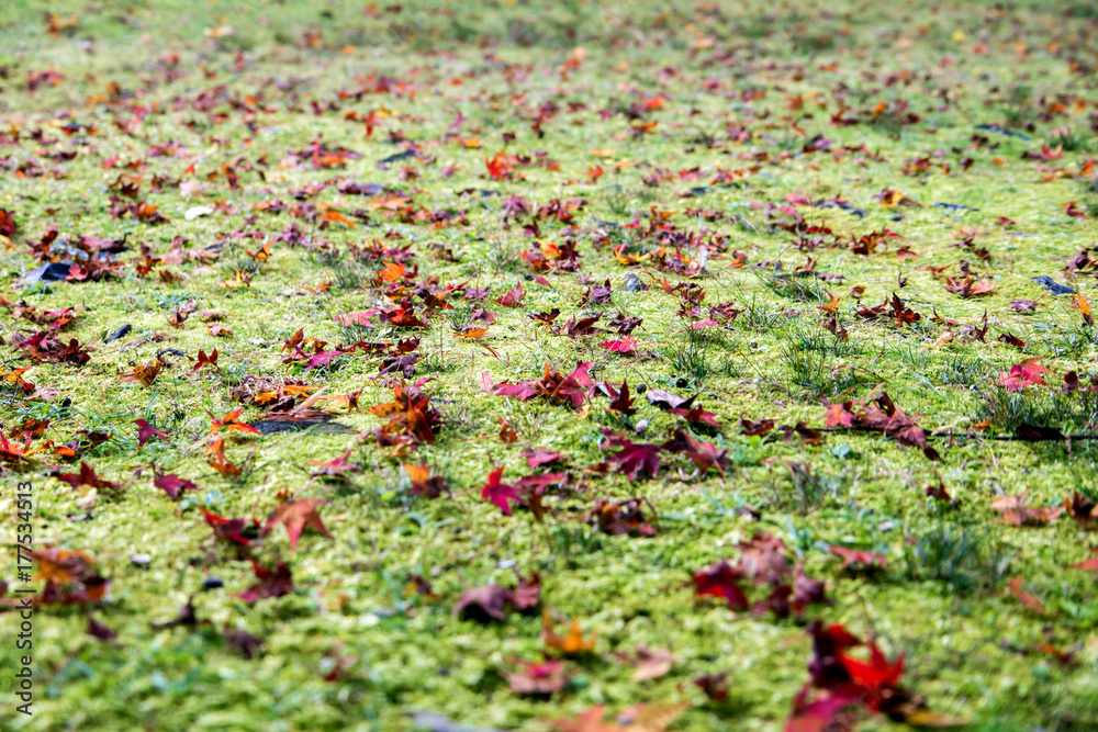 Colorful leaves of trees in autumn garden with green grass. Fallen leafs on autumn meadow. Colorful leaves of trees in autumn garden with green grass. Fallen leafs on autumn meadow.