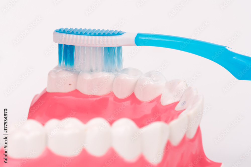 Obraz premium tooth model or dental model with toothbrush