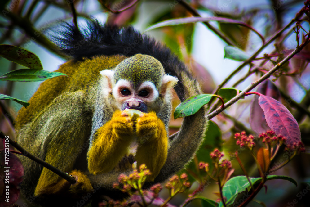 Obraz premium Squirrel Monkey