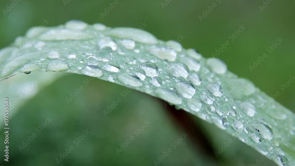 Green leaf with raindrops