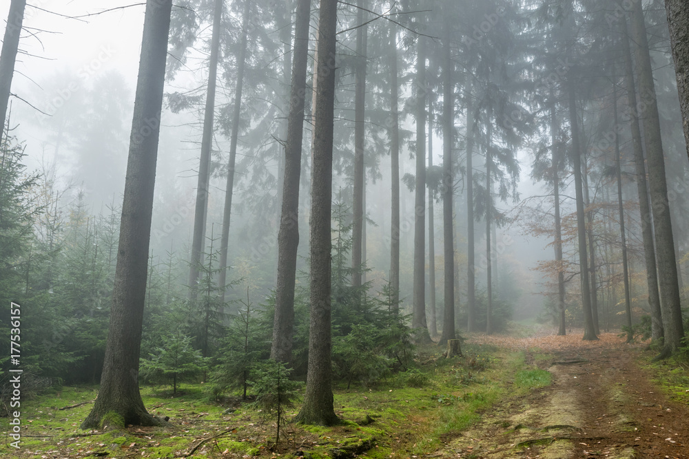 Obraz premium Autumn morning in the misty and magical coniferous forest