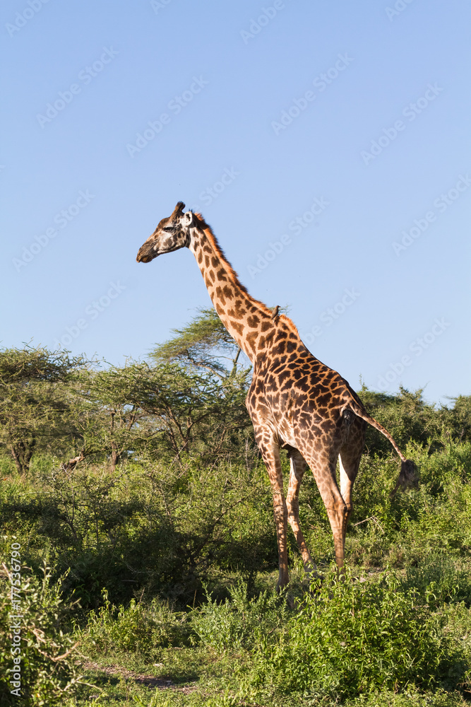 Obraz premium Very high maasai giraffe in the full growth. Tanzania, Serengeti, Africa